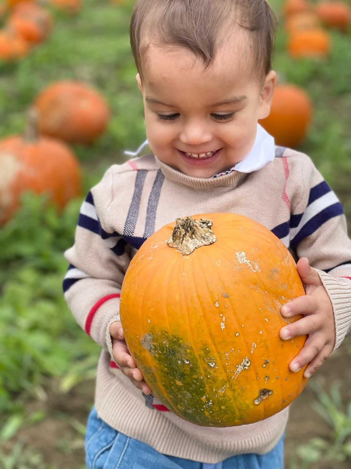 Toddler holding a big orange pumpkin at the pumpkin patch